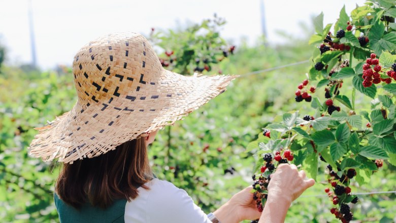 Beerenhof Prenner, © Trixi Rollin Person mit Strohhut pflückt Brombeeren im Garten.