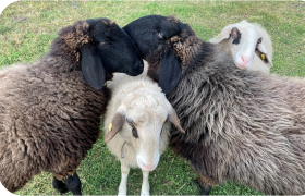 Schafkuscheln auf der Weide, © Sabine Valis Vier Schafe stehen eng beieinander auf einer Wiese.