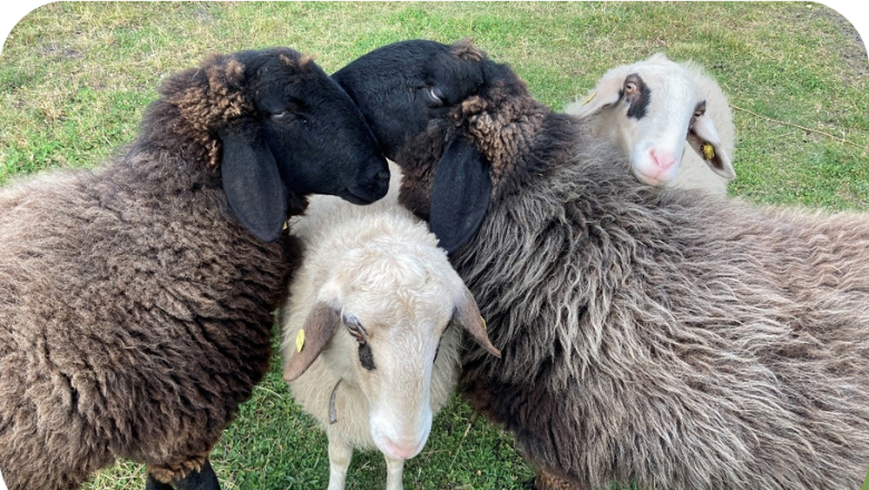Sheep cuddling in the pasture, © Sabine Valis Four sheep are standing close together in a meadow.