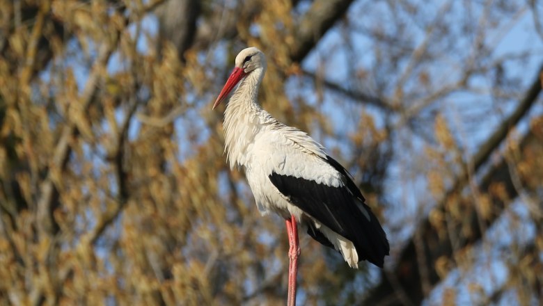 Ein Storch steht auf einem Baumstumpf vor einem unscharfen Hintergrund mit &Auml;sten.