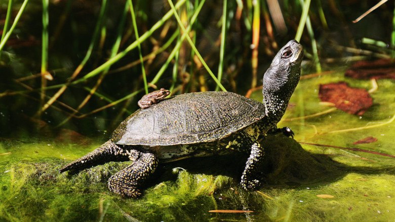 Eine Schildkröte mit einem kleinen Frosch auf ihrem Panzer in einem Teich.