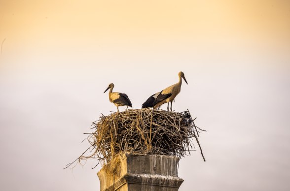 Marchegg's stork colony, © Weinviertel Tourismus / www.pov.at