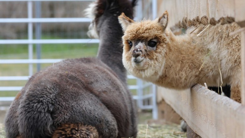Two alpacas in an enclosure, one looking through a fence.