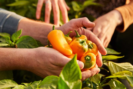 vegetable treasury,, © Weinviertel Tourismus / Liebert