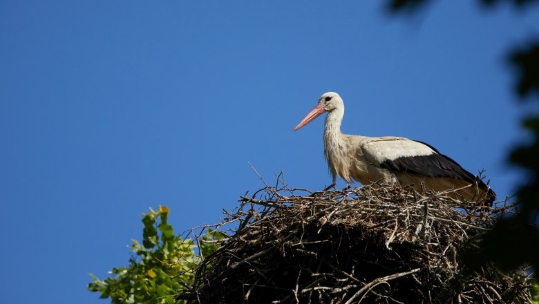 Stork colony, &copy; Rupert Pessl