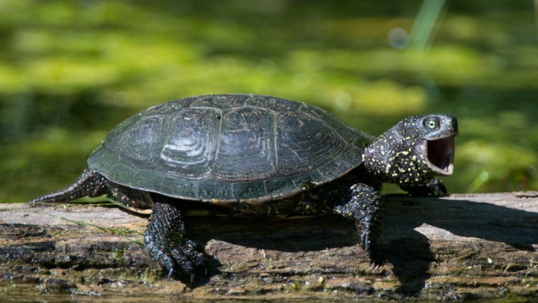 Schildkröte auf der Schlossinsel, © Zsolt Kudich