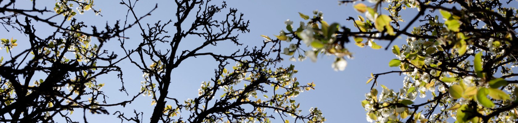 Frühling im Marchfeld, © Weinviertel Tourismus / Wurnig