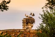 Kolónia bocianov pri Marcheku, © Weinviertel Tourismus / Herbst