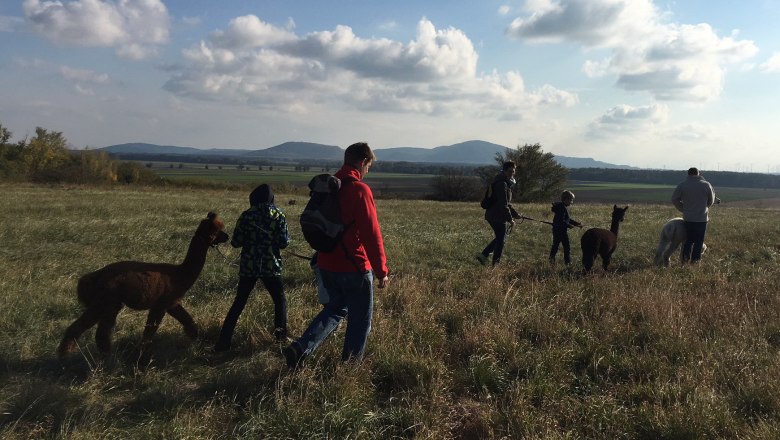 People leading alpacas across a field in sunny weather.