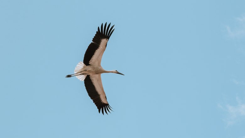 Schloss Marchegg_Störche(c)WTG_nadinechristine__ (5), © Weinviertel Tourismus / Nadine Christine