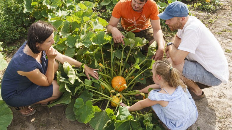 Four people are looking at a pumpkin in a field.
