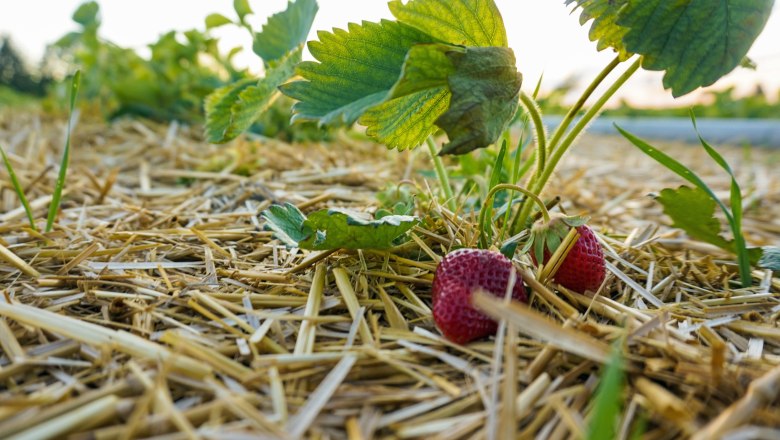 Erdbeeren am Feld, Bauernspeis, &copy; Bauernspeis