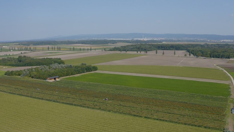 Marchfeld organic sea buckthorn, © Andel Film