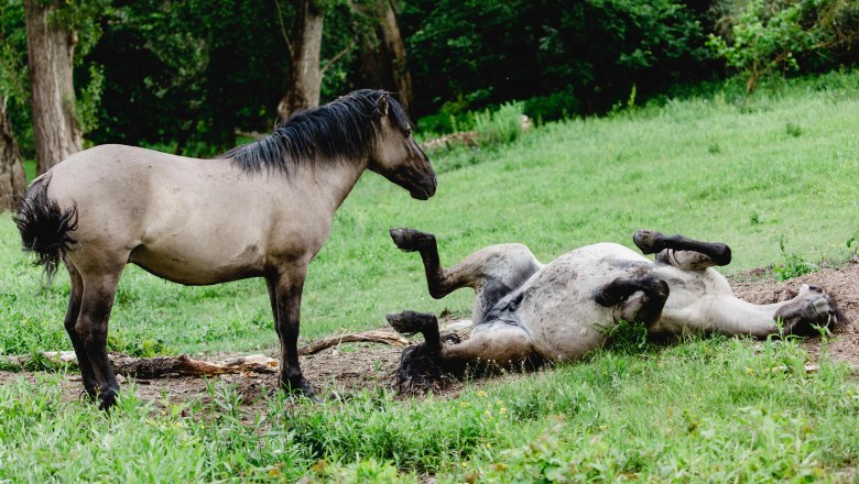 Konik ponies, © Weinviertel Tourismus / Schwarz-König and Sinzinger