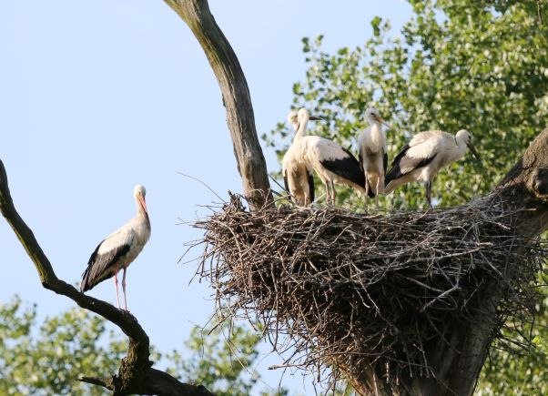 White stork colony, © A. Pataki