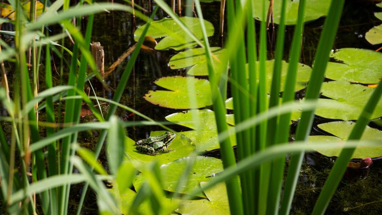 Frosch im Teich