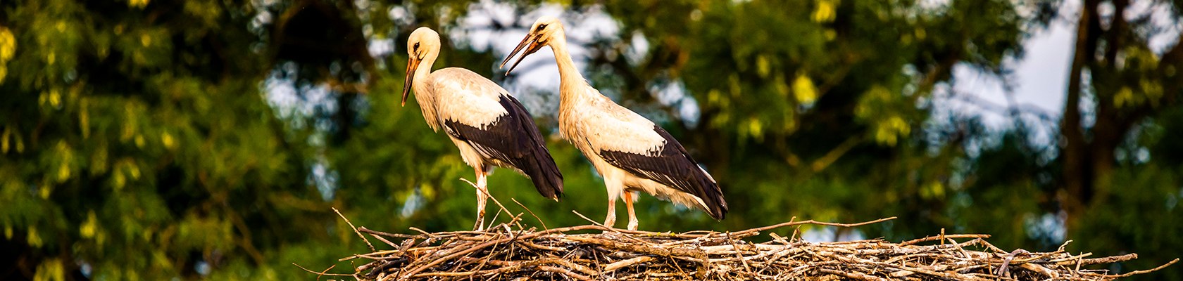 Marchegg's stork colony, © Weinviertel Tourismus / Robert Herbst