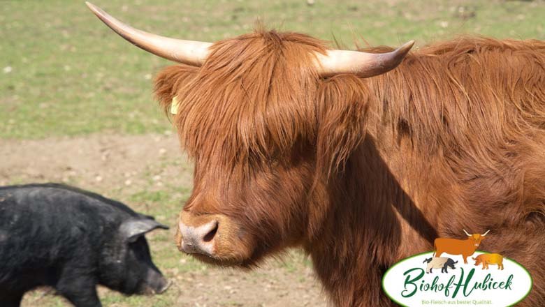 Highlandbeef, &copy; Biohof Hubicek