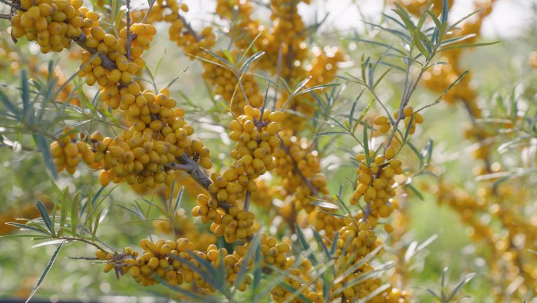 Sea buckthorn, © Andel Film