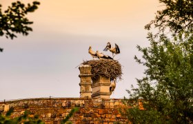 Marchegg storks, © Weinviertel Tourismus / Herbst