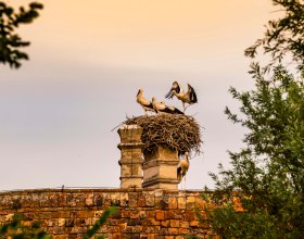 Marchegg storks, © Weinviertel Tourismus / Herbst