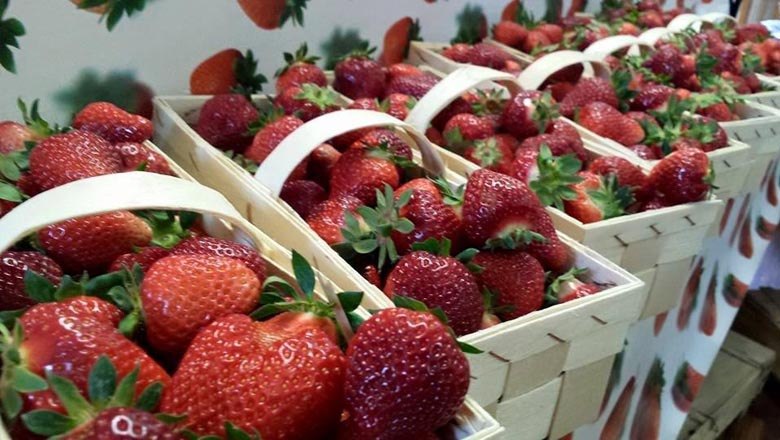 Erdbeeren, &copy; Familie Unger