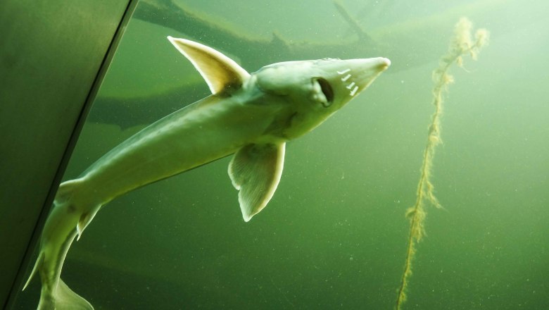 Ein Fisch schwimmt in einem Aquarium mit grünlichem Wasser.