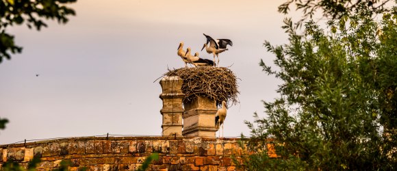 Stork colony in Marchegg, © Weinviertel Tourismus / Herbst