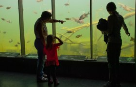 Menschen betrachten Fische in einem großen Aquarium.
