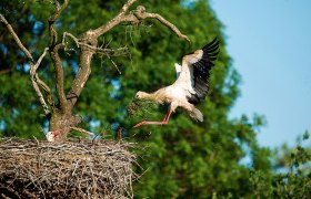 Stork nest, © Kovacs