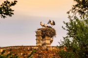 Marchfelder Störche, © Weinviertel Tourismus / Herbst