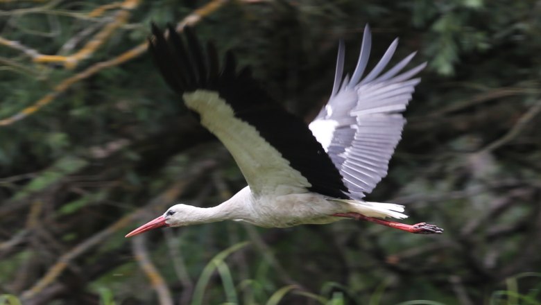 White stork, © A. Pataki