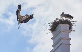 A stork flies to a nest on a white chimney, in which another stork is standing, against a blue sky.