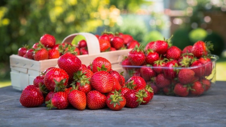 Erdbeeren, &copy; Fam Edlinger