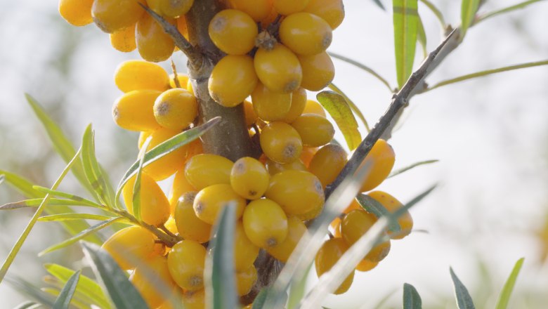 Sea buckthorn, © Andel Film