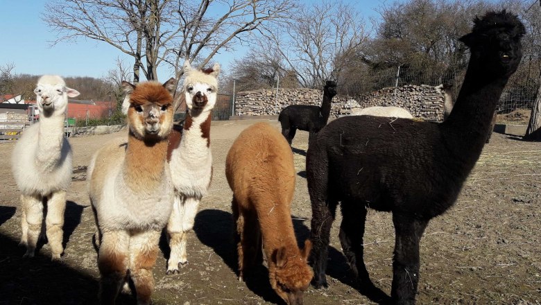 A group of alpacas stands in a field, surrounded by trees and a blue sky.