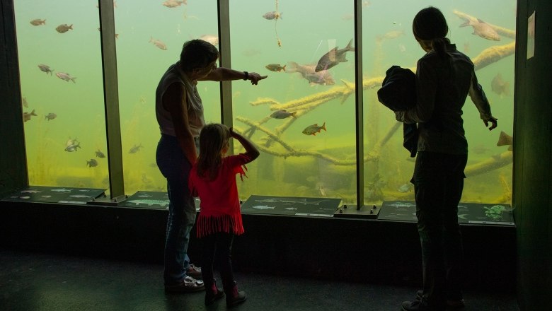 In der Unterwasserstation können Fische beobachtet werden., © Kracher