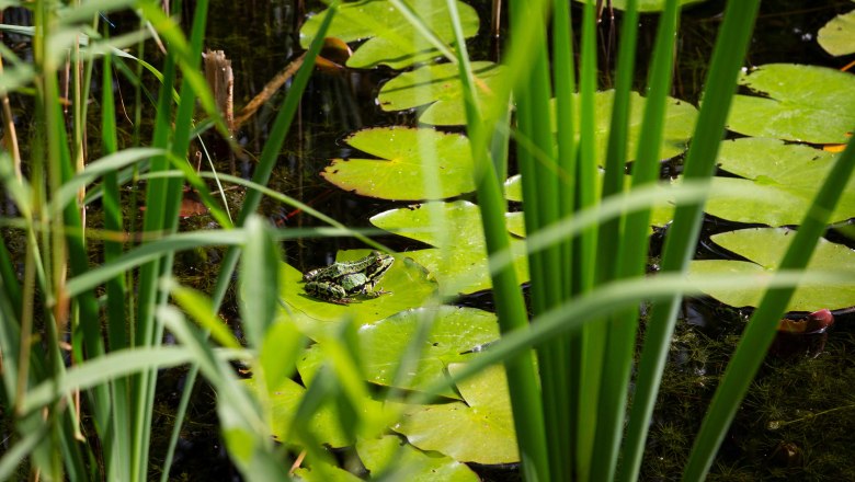 Frosch im Teich